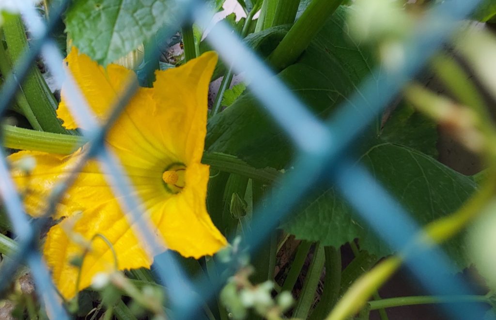 yellow flower through fence