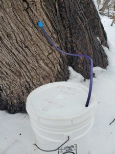 Hose leading from a tree trunk to a white bucket.