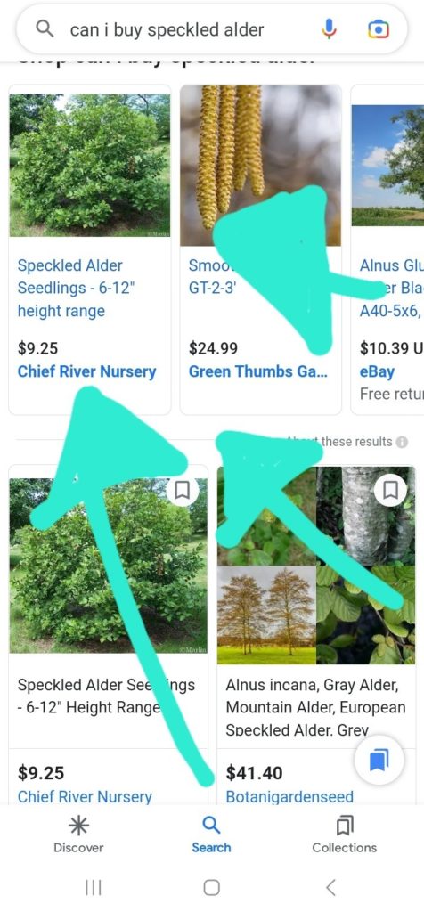 Screenshot of where to buy speckled Alder saplings