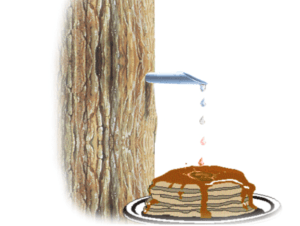 illustration of a maple tap dripping onto a stack of pancakes