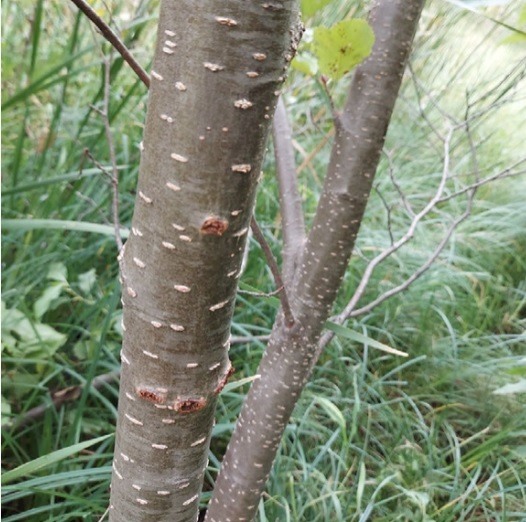 Speckled Alder