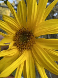 a yellow flower