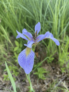 A blue flower