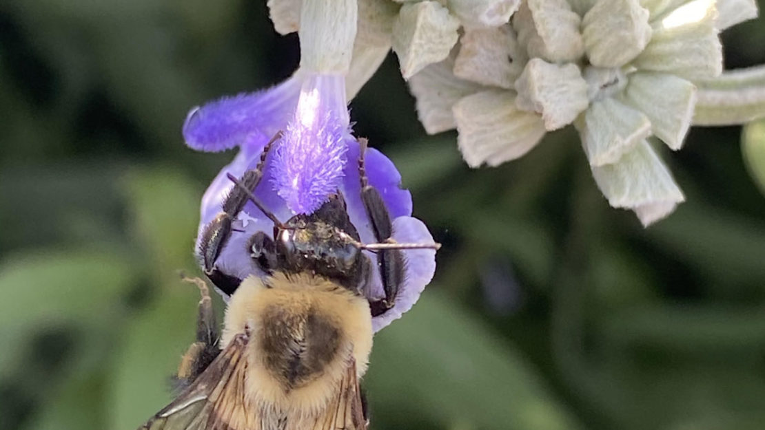 A bumble bee on a plant