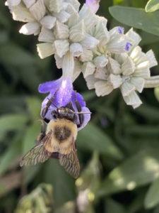 A bumble bee on a plant