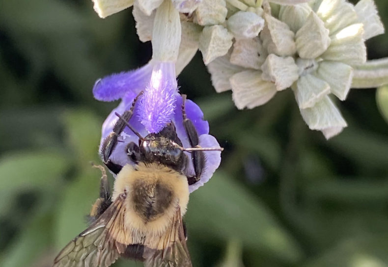 How to Bee Helpful to Pollinators