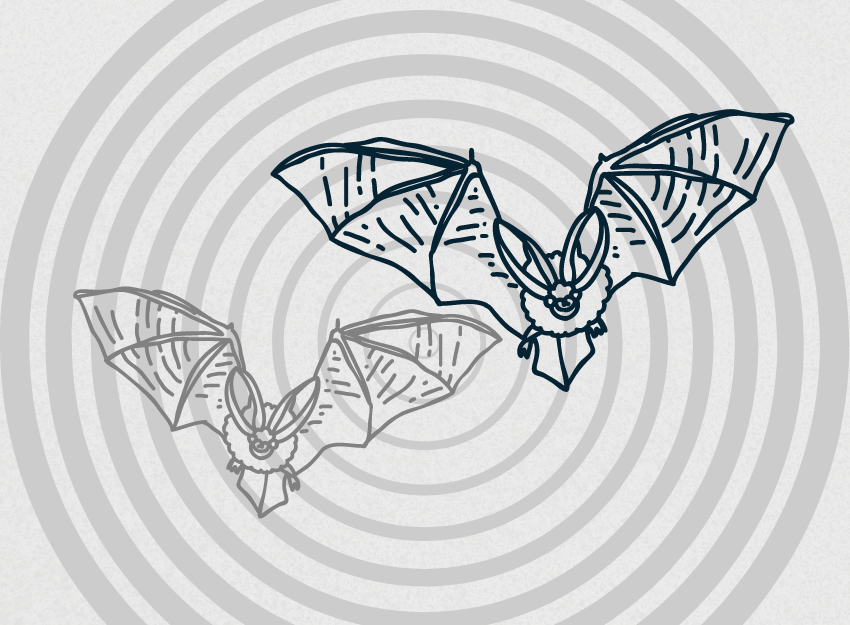 Illustrated bats with sound waves emanating from them.