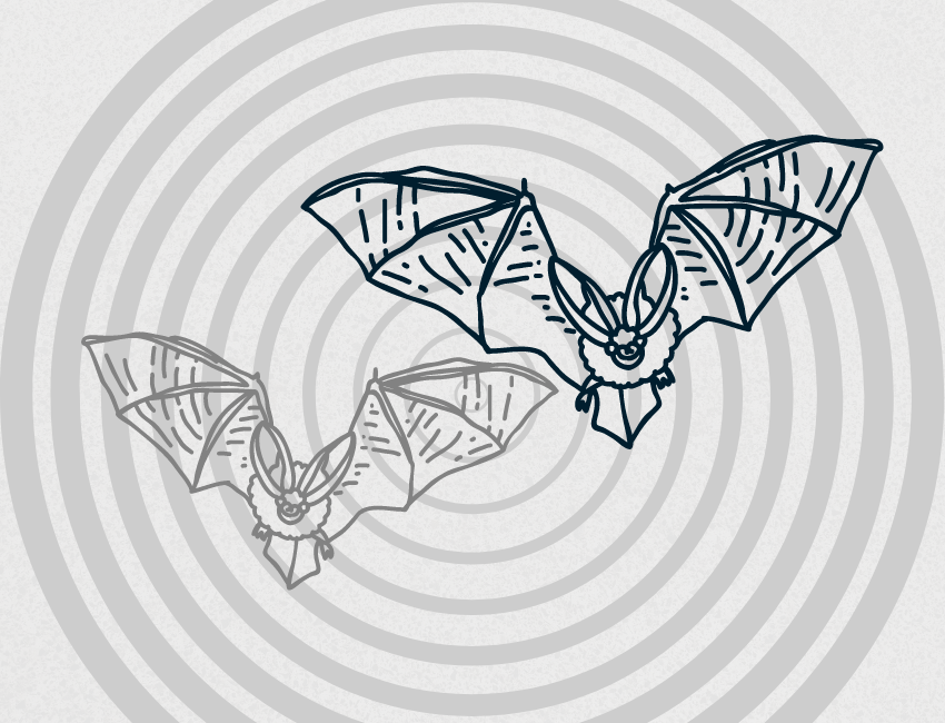 International Bat Appreciation Day Conservation Corps Minnesota & Iowa