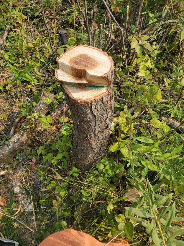 A cut tree stump