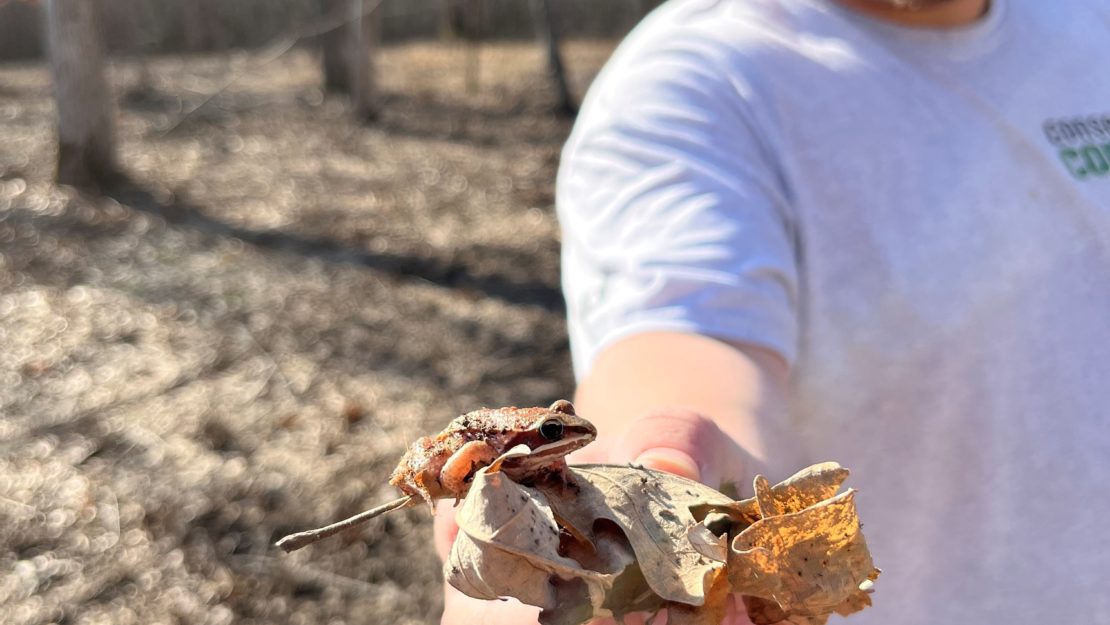 Person holding a frog