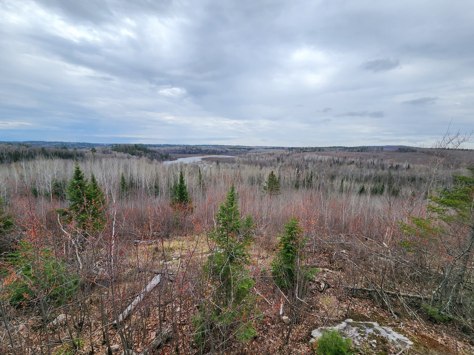 Looking out across pine trees