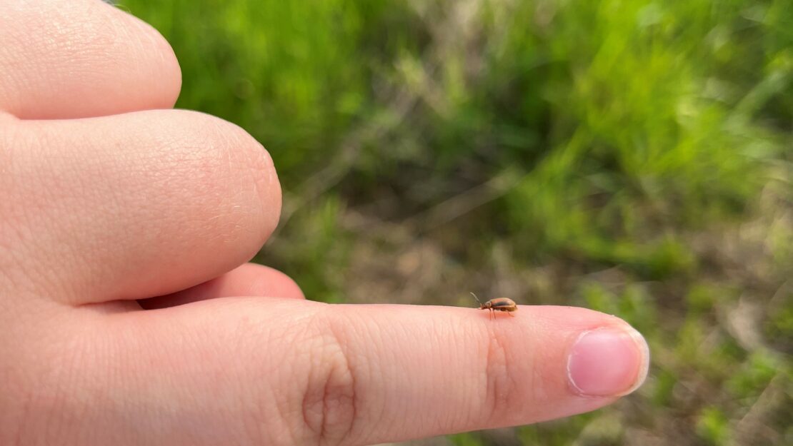 a small beetle sitting on an outstretched finger tip