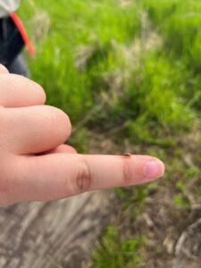 a small beetle sitting on an outstretched finger tip