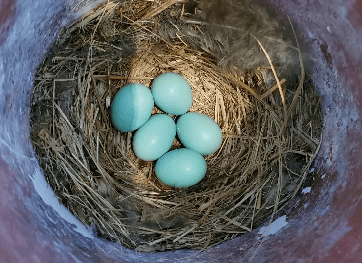 A nest with five blue eggs.