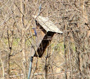 A bird box in a brushy area.