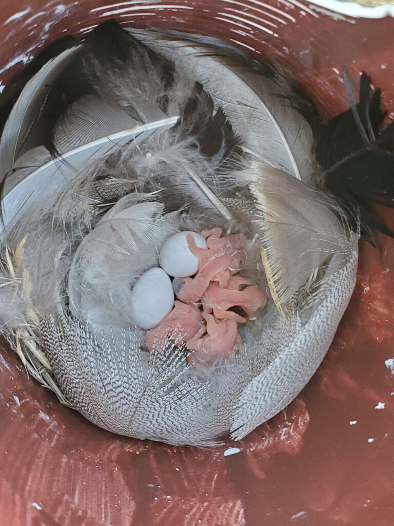 A nest with feathers and eggs.