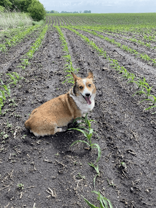 A Corgi in a field.