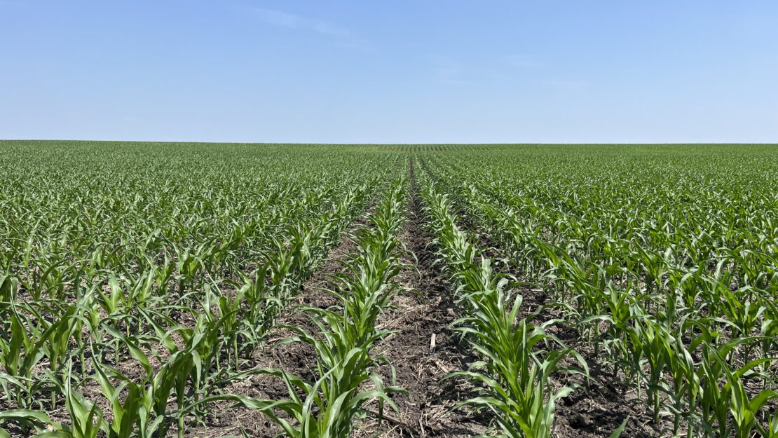 rows of corn in a field