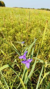 A purple flower in a grassy field.