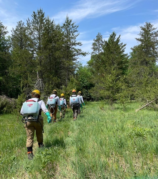 Group of people in Corps gear hiking in a line through a forest with herbicide backpacks on.