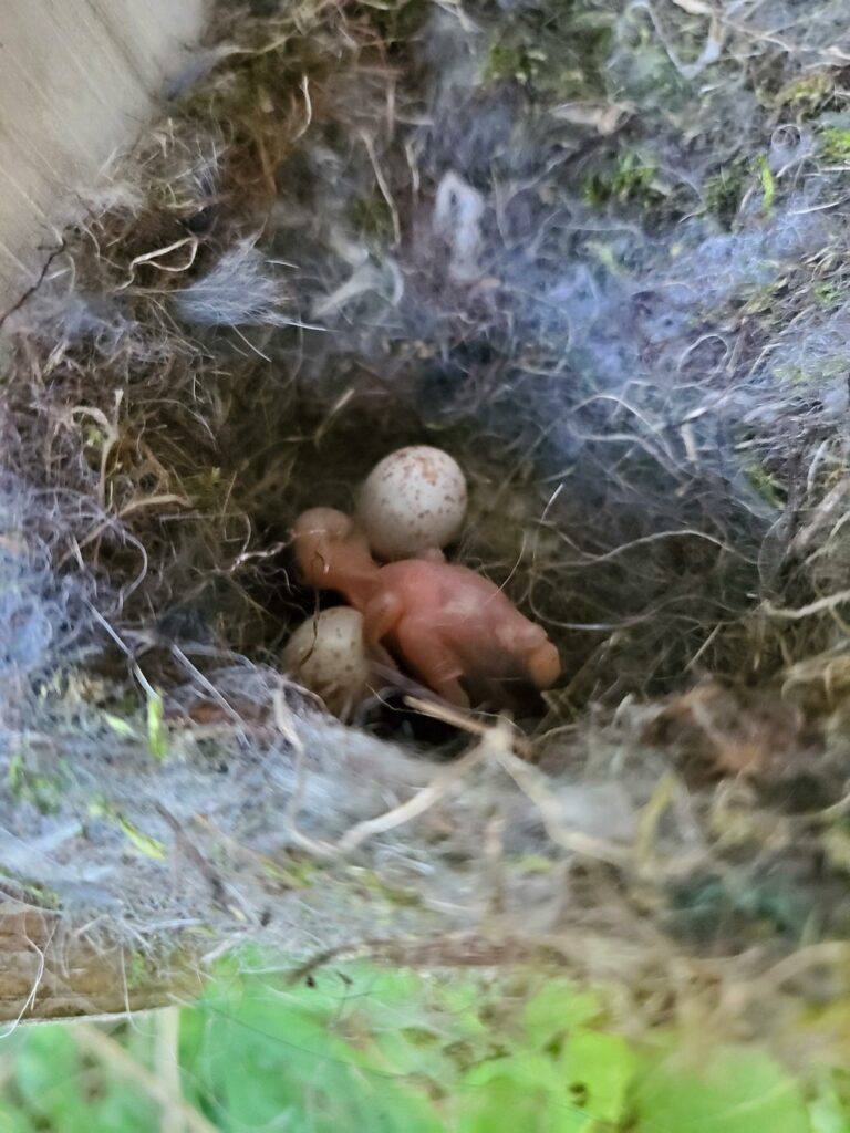 A  young chick in a nest with two eggs.