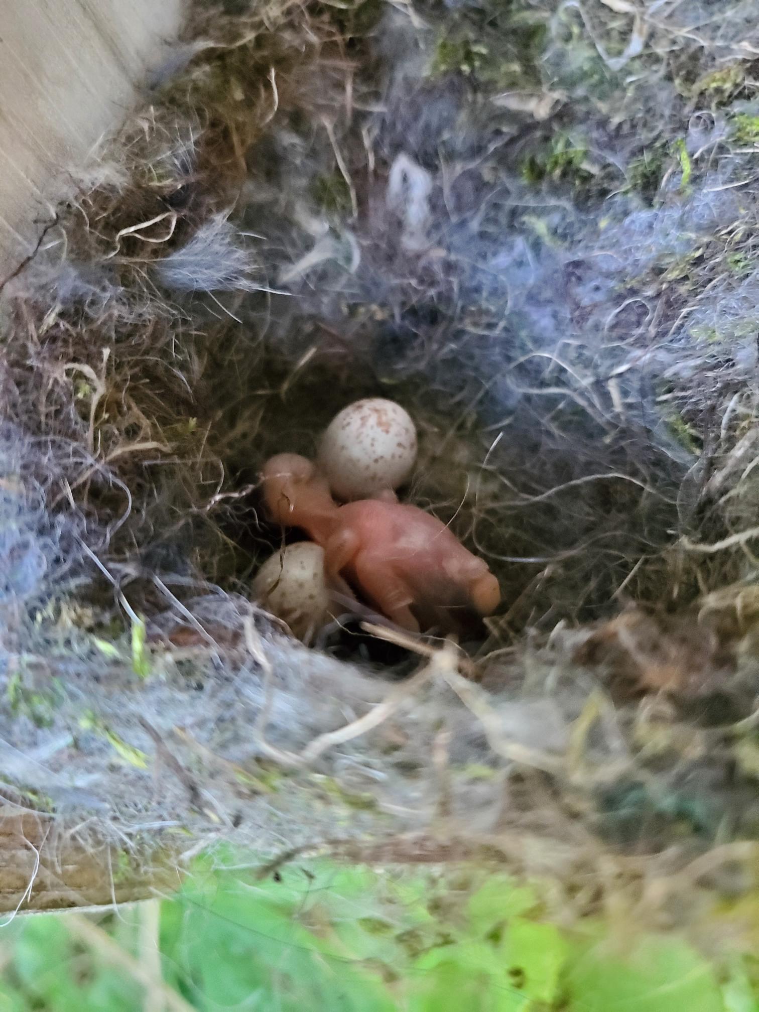 Monitoring a Bluebird Nestbox Trail – Conservation Corps Minnesota & Iowa