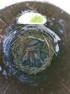 a nest with chicks in it.