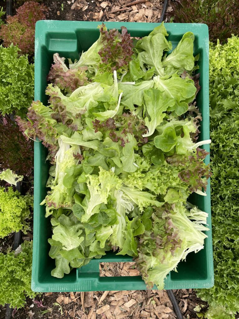 Lettuce in a plastic crate