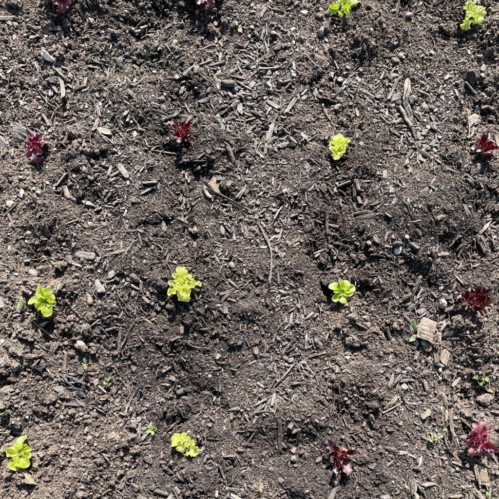 seedlings in dirt.