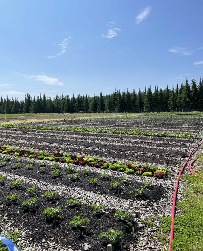 Rows of seedlings at a farm.