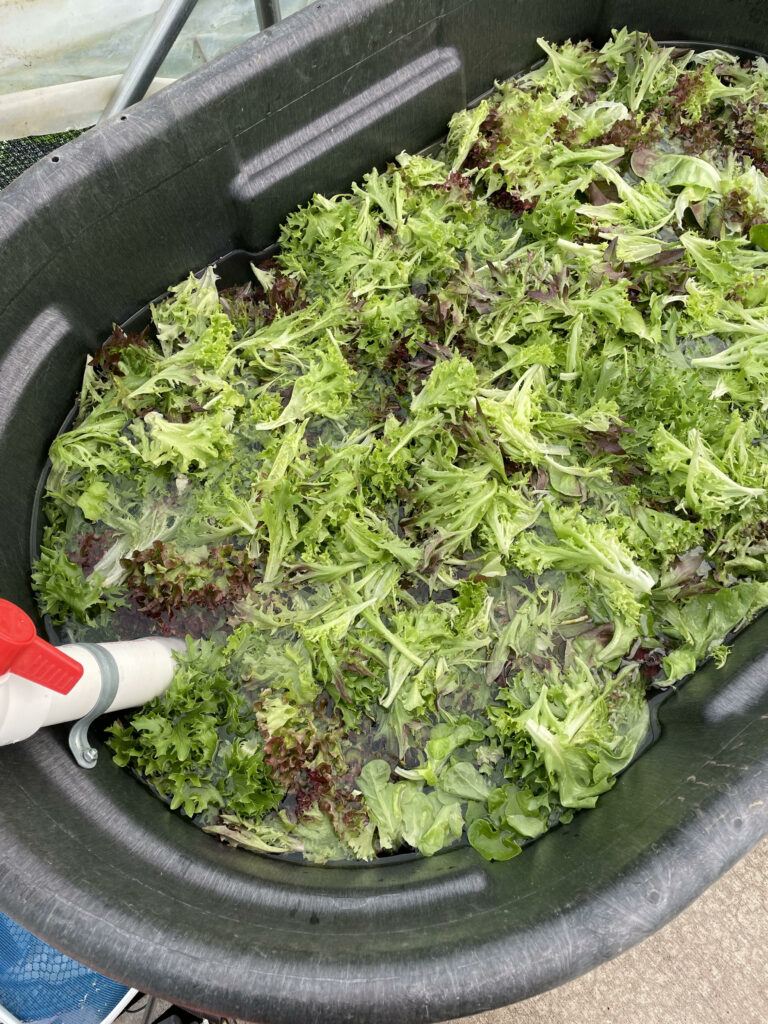 a hose filling a large tub full of lettuce