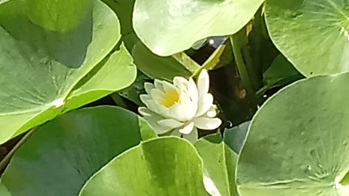 Lilypads a flower