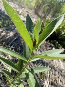 beetle on green plant