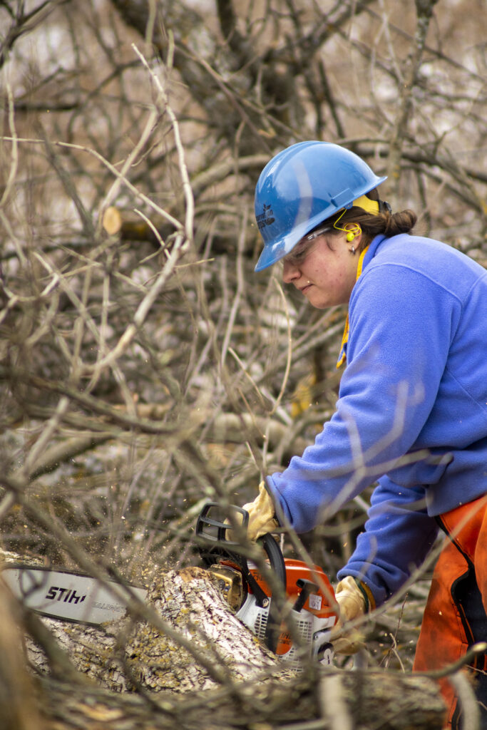 A person wearing a Blue CCMI helmet using a chainsaw on a tree.