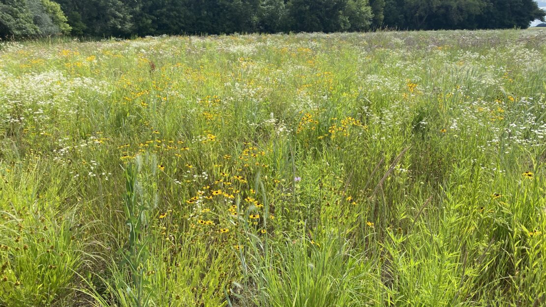 A diverse Prairie full of flowers