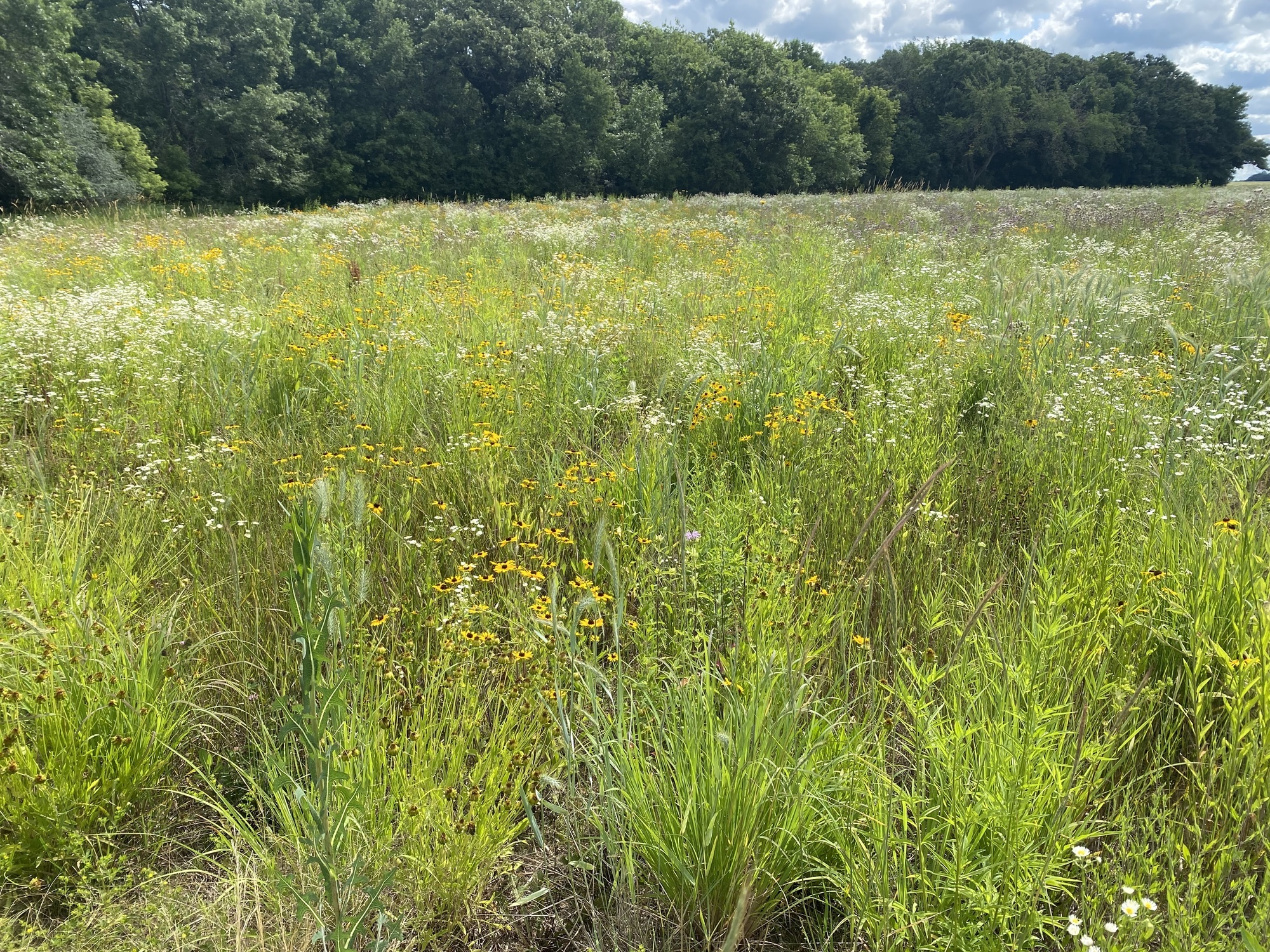 A diverse Prairie full of flowers