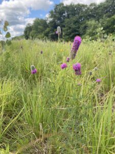 purple flower in a field.