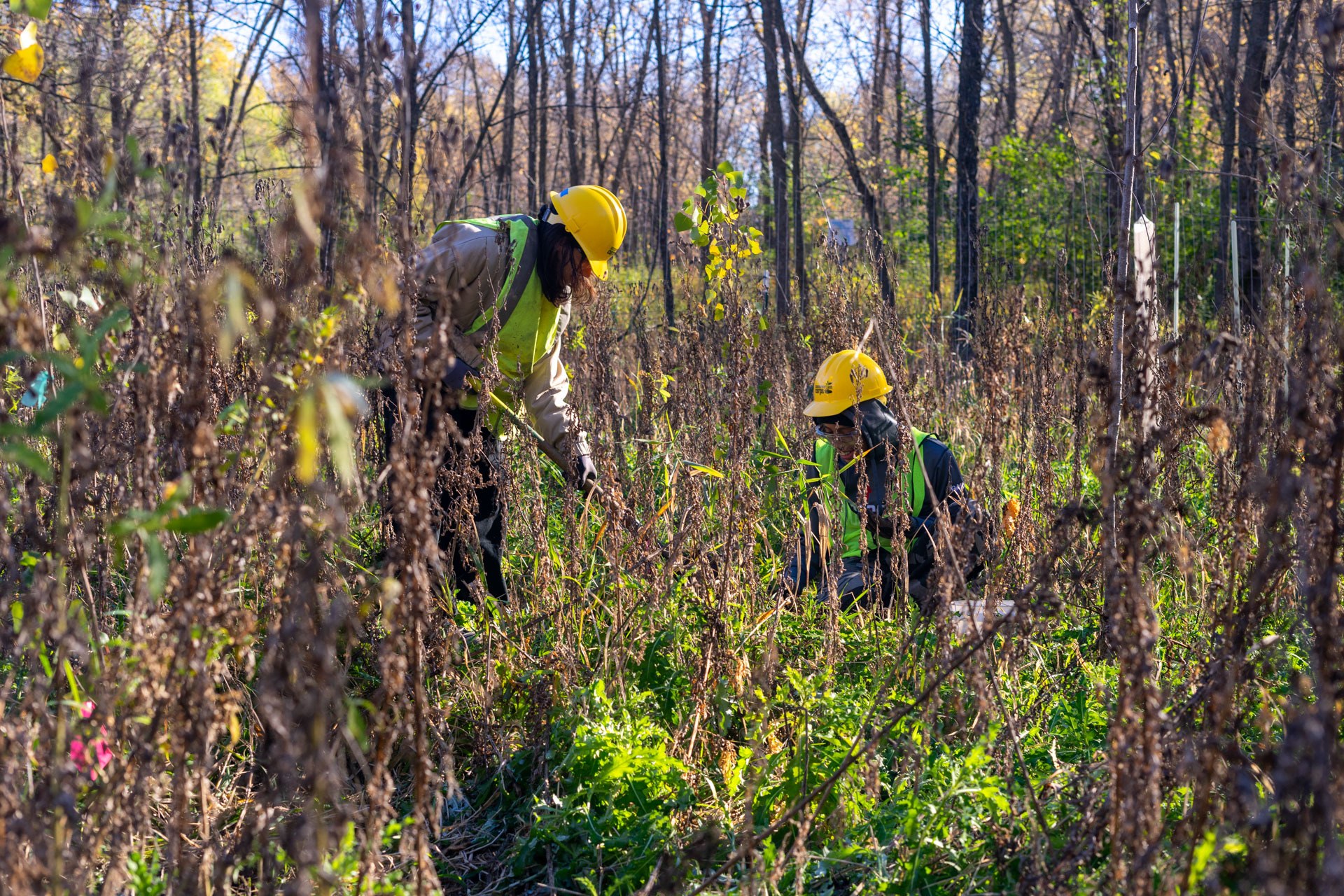 Two pyouth in Corps helmets and high-viz vests planting a tree.