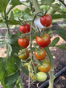 Cherry tomatoes on the vine ranging from green to red.