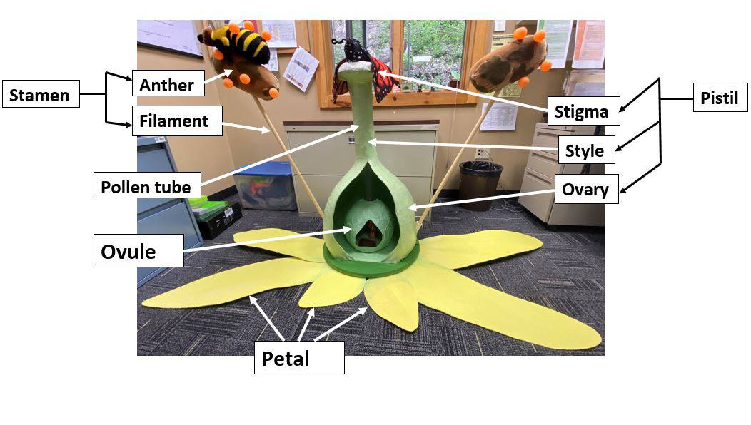 A diagram showing the different flower parts on the paper mache model, including the statem (anther and filament), pistil (stigma, style, and ovary), pollen tube, ovule, and petals.