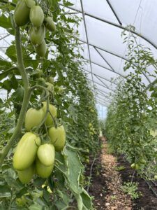 Rows of green plum tomatoes strung up in a greenhouse.
