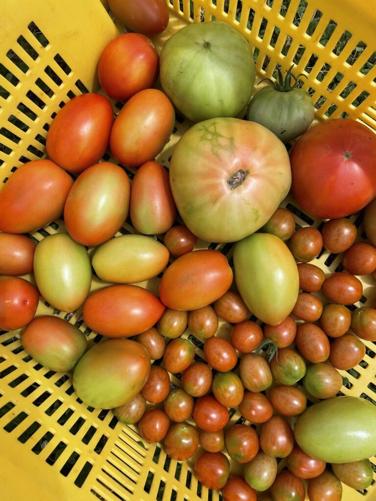 A basket of harvested tomatoes of various colors and sizes.
