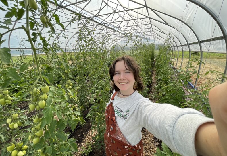 Lessons from Tomatoes: Growing, Pruning, and Fruiting!