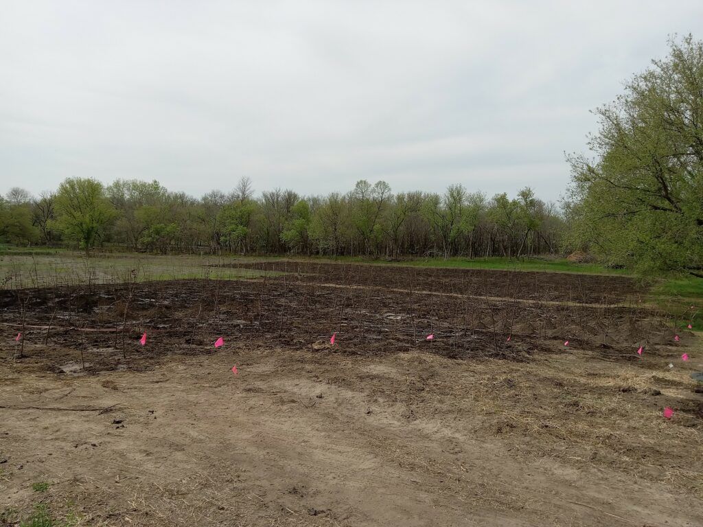 a dusty field in spring