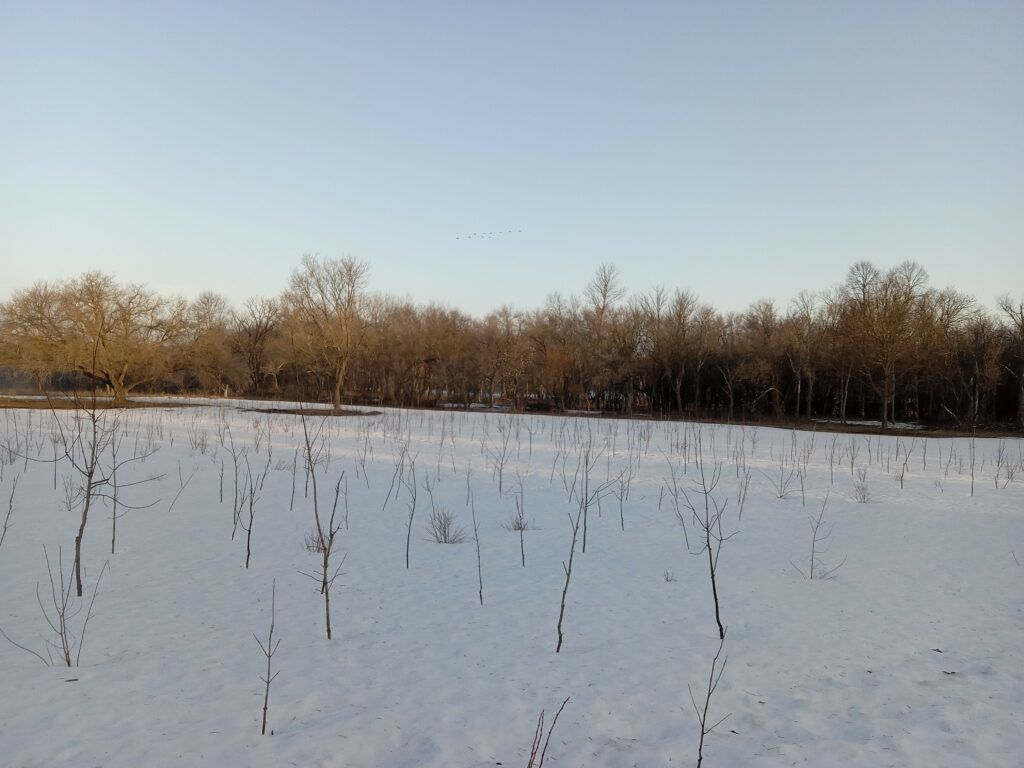 a snowy field with trees in the background