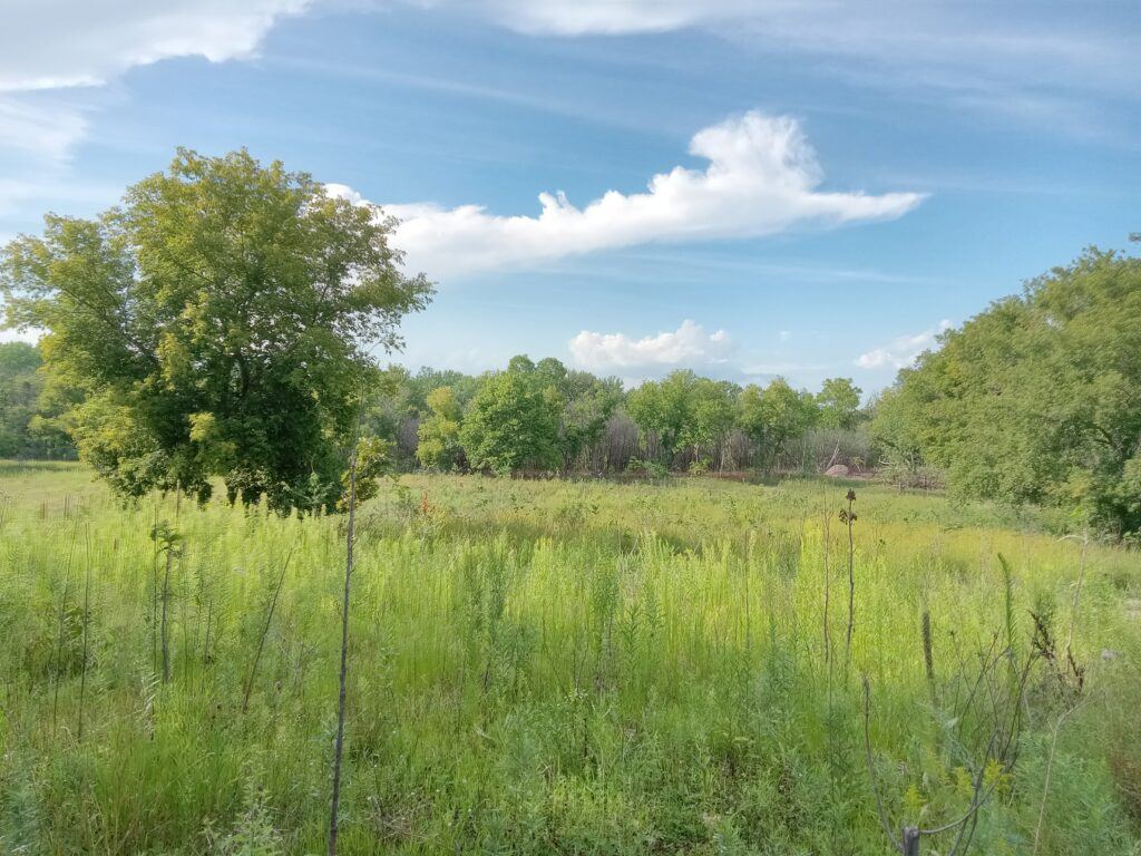 Green growth in a field