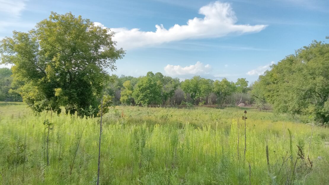 Green growth in a field