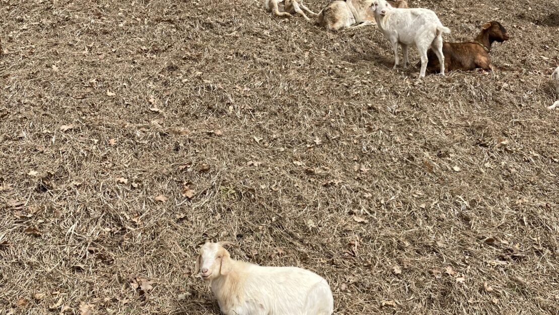 Many goats sitting on a hill.