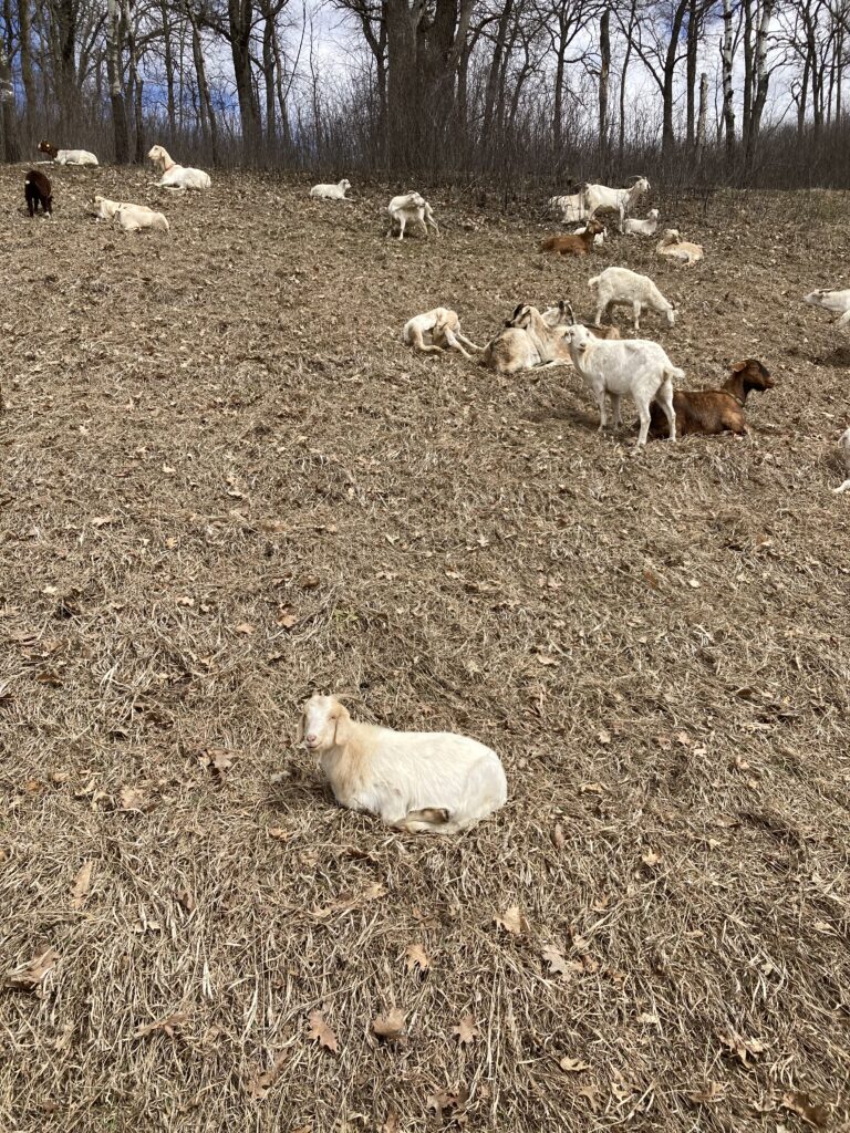 Many goats sitting on a hill.