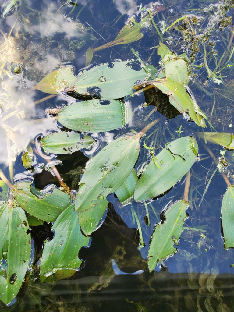 leaves in a pond